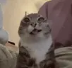 meon emote