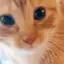 miau