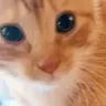 miau emote