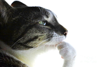 Pondering emote