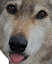 awablep