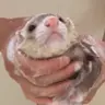 jorkin emote