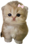 lilguy