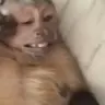 monkeyConfused emote