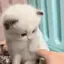 slap