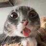 bluh emote