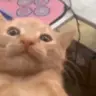 Waaa emote