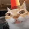 alerm emote