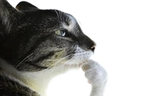 Wisdom emote