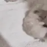 Insanity emote