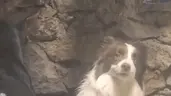 Bait emote