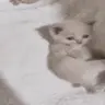 rolley emote