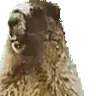 AAAH emote