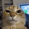 wuhJam emote