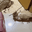 catroach