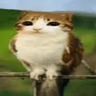 meowl emote