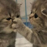 shutt emote