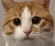 oi emote