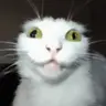 debiloid emote