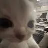 catDizzy emote