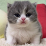 tuff emote