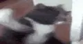 CATATTACK
