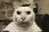 2CatsStare