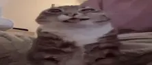 catW emote