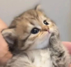 kittypondering emote