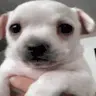 monka emote