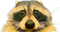 raccStare