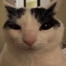 stany_d emote