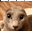 catBALD