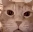 Wajaja