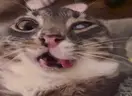 brainrot emote