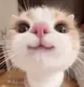 :333 emote