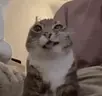 buhst emote