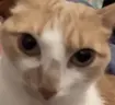 J emote