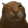 buhgged emote