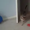 catJump emote