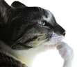 Pondering emote