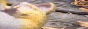 J emote