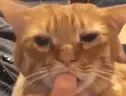 ssacz3 emote