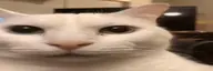 Spin