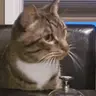 !Timbre emote