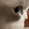 sideEye emote
