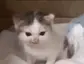kitty