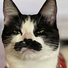 catler emote