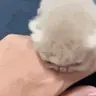 NOM emote