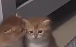 SHUTUP emote